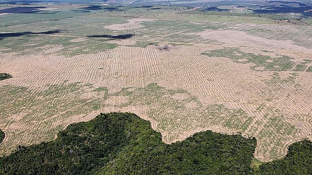 Deforestación en la selva amazónica