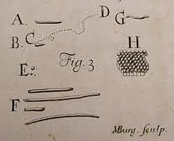ANTONI VAN LEEUWENHOEK: EL PRIMERO EN DESCRIBIR LAS BACTERIAS
