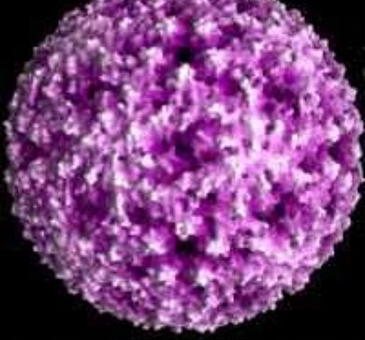 Descubrimieto  viral