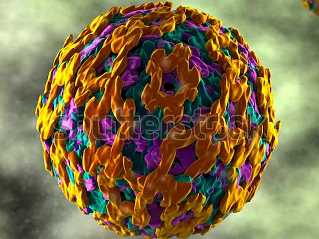 Virus humano