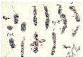SERGEI WINOGRADSKY: CONCEPTO DE QUIMIOLITOTROFIA
