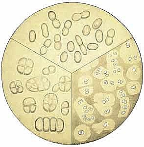 MARTINUS BEIJERINCK: TÉCNICA DEL CULTIVO DE ENRIQUECIMIENTO