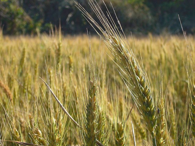 Importació i exportació de Mallorca (s. XVIII)