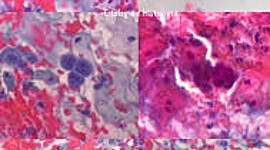 Timeline: Historia de la histología