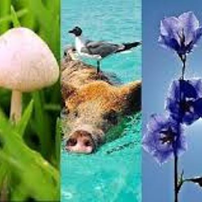 Timeline: REINOS DE LA NATURALEZA