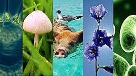 Timeline: REINOS DE LA NATURALEZA