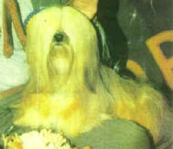 Saxonsprings High Society moves  here     (The  Apso champion dog)