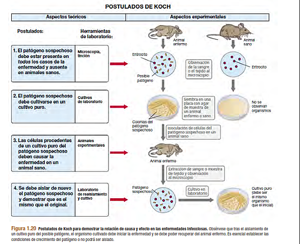 PRIMER EVIDENCIA DE QUE LAS BACTERIAS CAUSAN ENFERMEDADES.