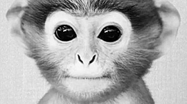 Timeline: Time toast tutorial - AP World