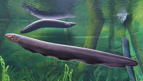 COMIENZO DE ELECTRICIDAD