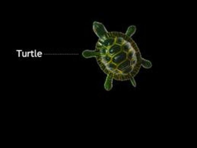 Logos the Turtle