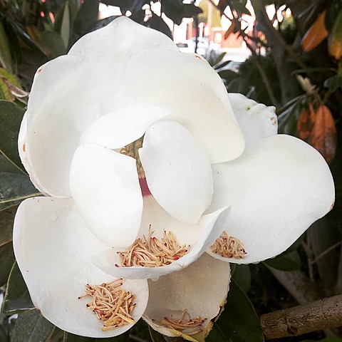 Inicio de la Revolución Mexicana