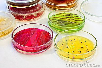 INVENCIÓN DE LAS PLACAS PETRI.