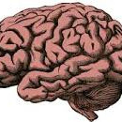 Timeline: ¿De donde viene y para donde va el cerebro?