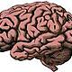 Cerebro