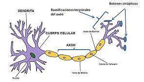 Las primeras neuronas