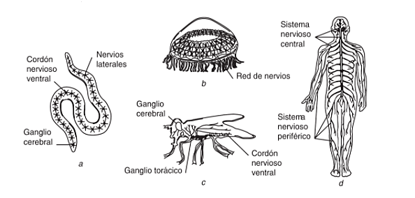 El surgimiento del sistema nervioso.