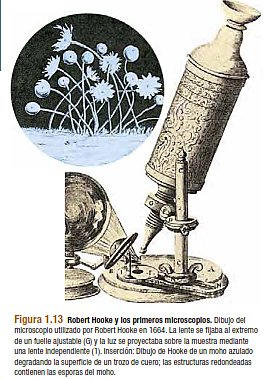 PRIMERA DESCRIPCIÓN CONOCIDA DE UN MICROORGANISMO.
