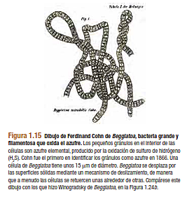 DESCUBRIMIENTO DE LA FORMACIÓN DE ENDOSPORAS