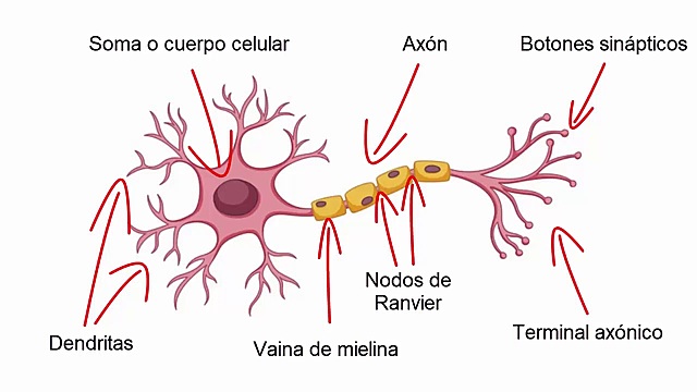 El surgimiento de las primeras neuronas.