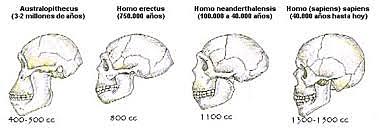 Cerebro de los hominidos