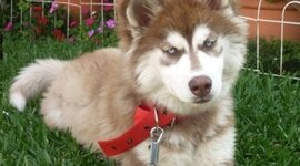 Timeline: Linea de tiempo CTC....2011