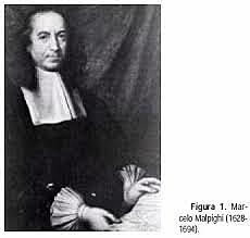 Descubrimiento de conexiones capilares