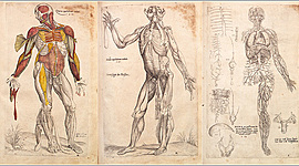 Timeline: La Anatomía en el Tiempo