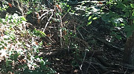 Timeline: History of Science (Computer)