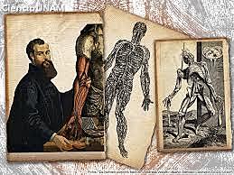 "De humani corporis fbrica libri septem"