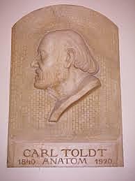 Carl Toldt
