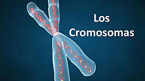 Demuestran que los genes están en los cromosomas