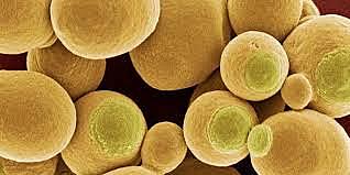 Producción de levadura en cantidad