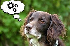 LOS ANIMALES NO PIENSAN