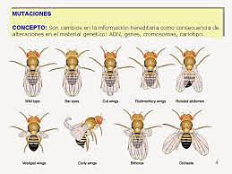 Descubren mutaciones por rayos X