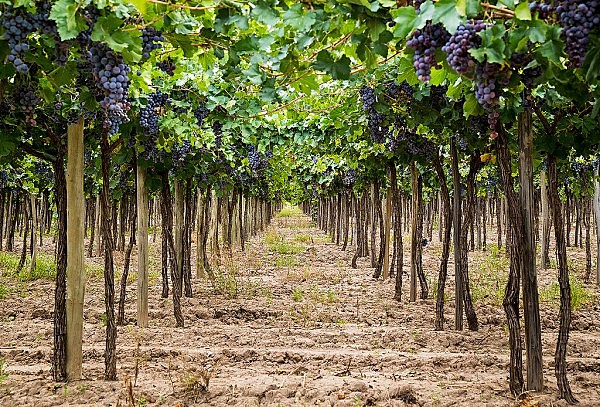 Casas Vitivinícolas