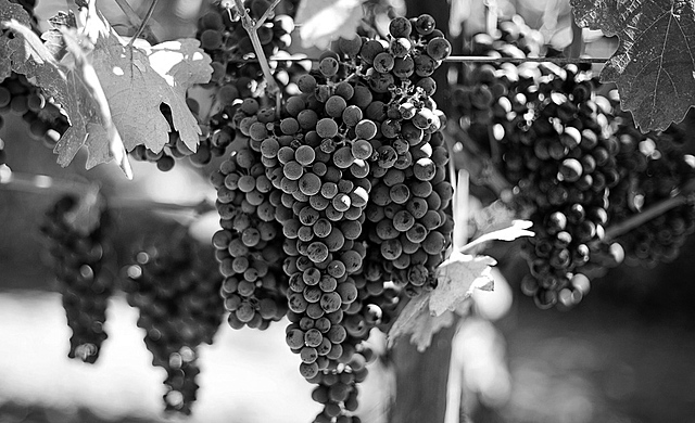 Revolución Mexicana