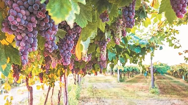 Asociación Nacional de Vitivinicultores