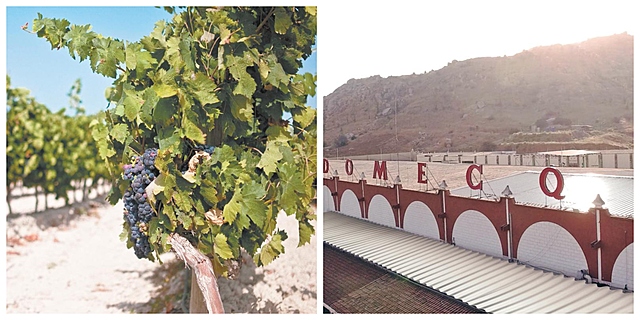 Vides del Guadalupe Domecq