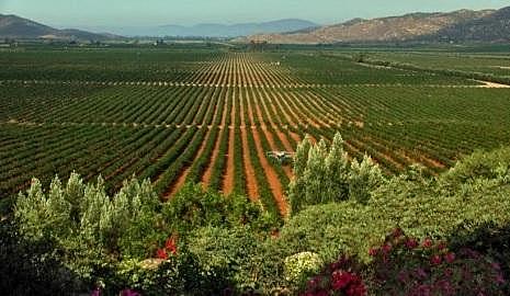 Producción de vinos Mexicanos