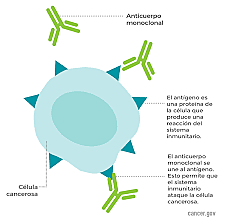 Köler y Milstein producen anticuerpos monoclonales
