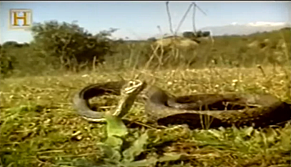 SAGRADAS SERPIENTES-GRECIA