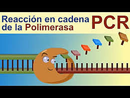 Desarrolla la reacción en cadena de la polimerasa
