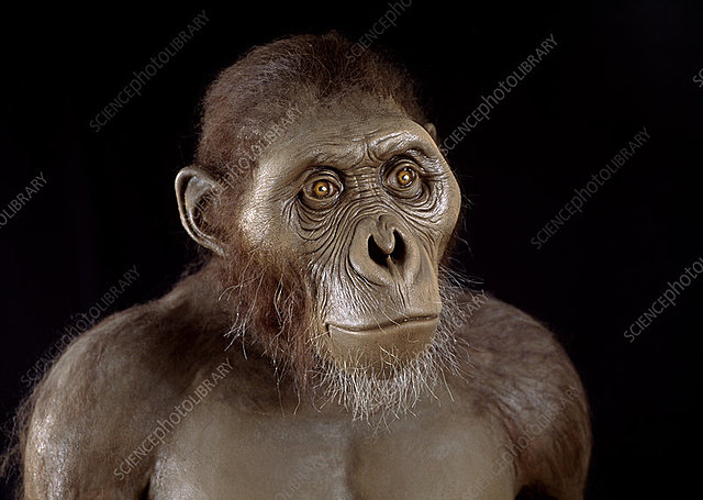 Australopithecus Afarensis 3-3.9 millones de años