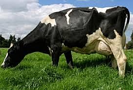 Científicos argentinos crean vacas que dan leche con hormona de crecimiento bovino