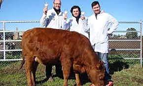 Secuencia el primer genoma bovino de una vaca Hereford.