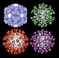 Científicos de Estados Unidos logran mapear el genoma de todos los rinovirus causantes del resfrío común