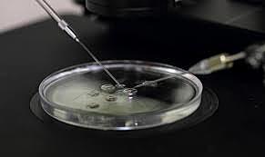 Investigadores argentinos logran clonar espermatozoides