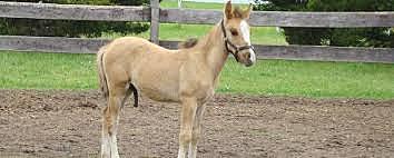 En Argentina, investigadores clonan por primera vez un caballo.