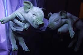 Expertos surcoreanos crean un cerdo transgénico capaz de producir órganos para trasplantes a humanos